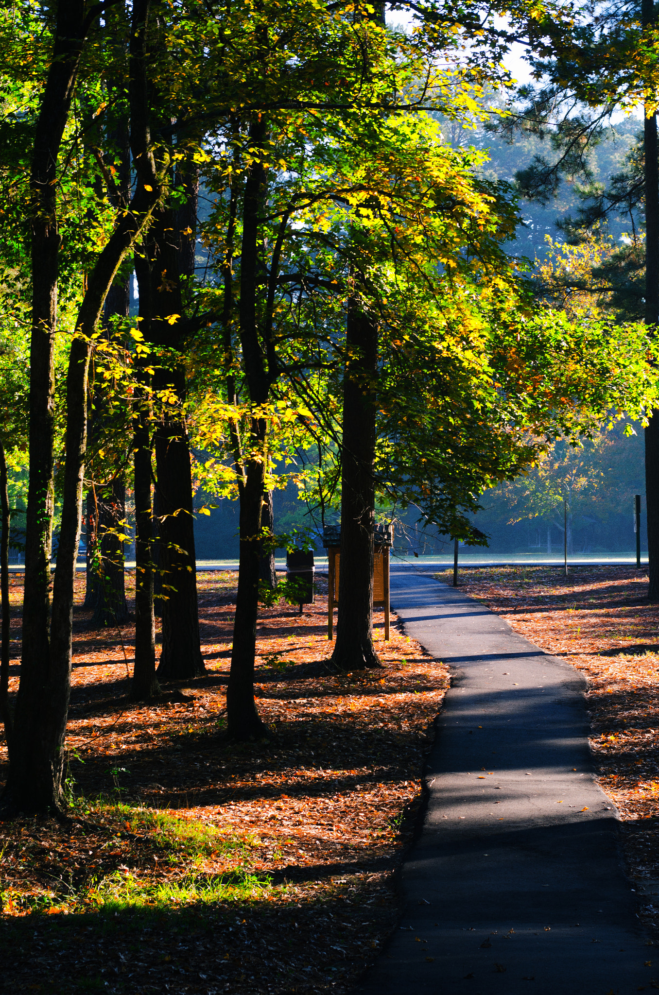 Nikon D5100 + AF Zoom-Nikkor 35-70mm f/2.8D sample photo. Morning in the park photography