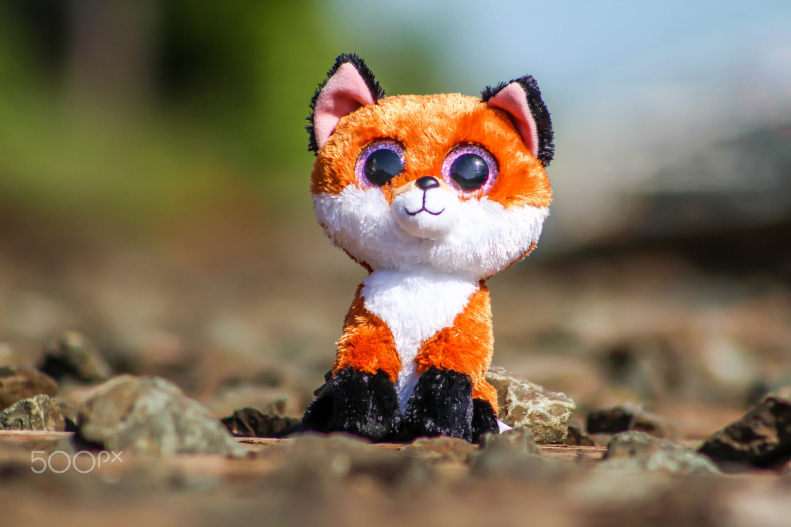 Canon EF 75-300mm f/4-5.6 USM sample photo. Fox on the trail photography