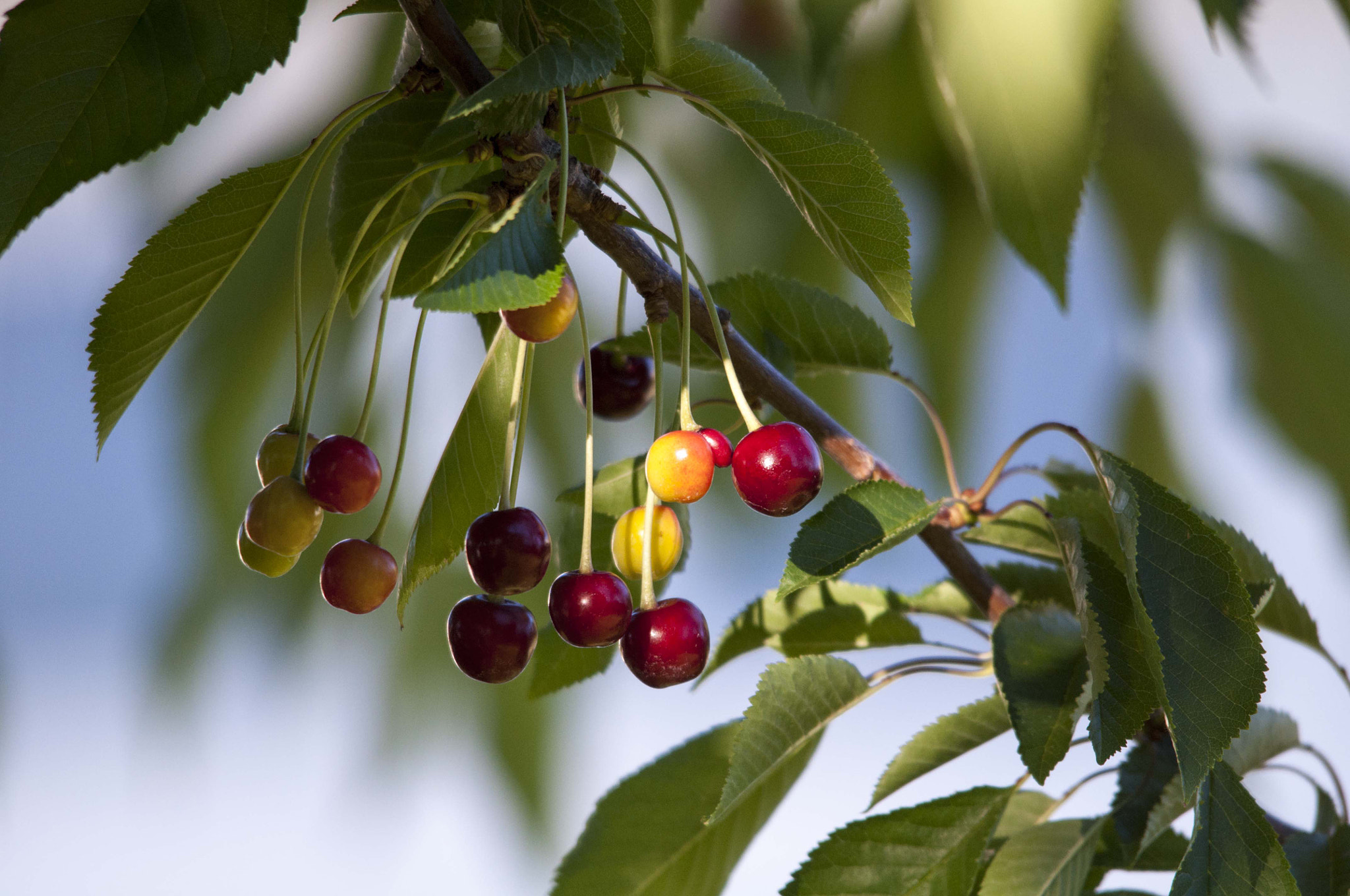 Sigma 150-500mm F5-6.3 DG OS HSM sample photo. Cherry tree photography