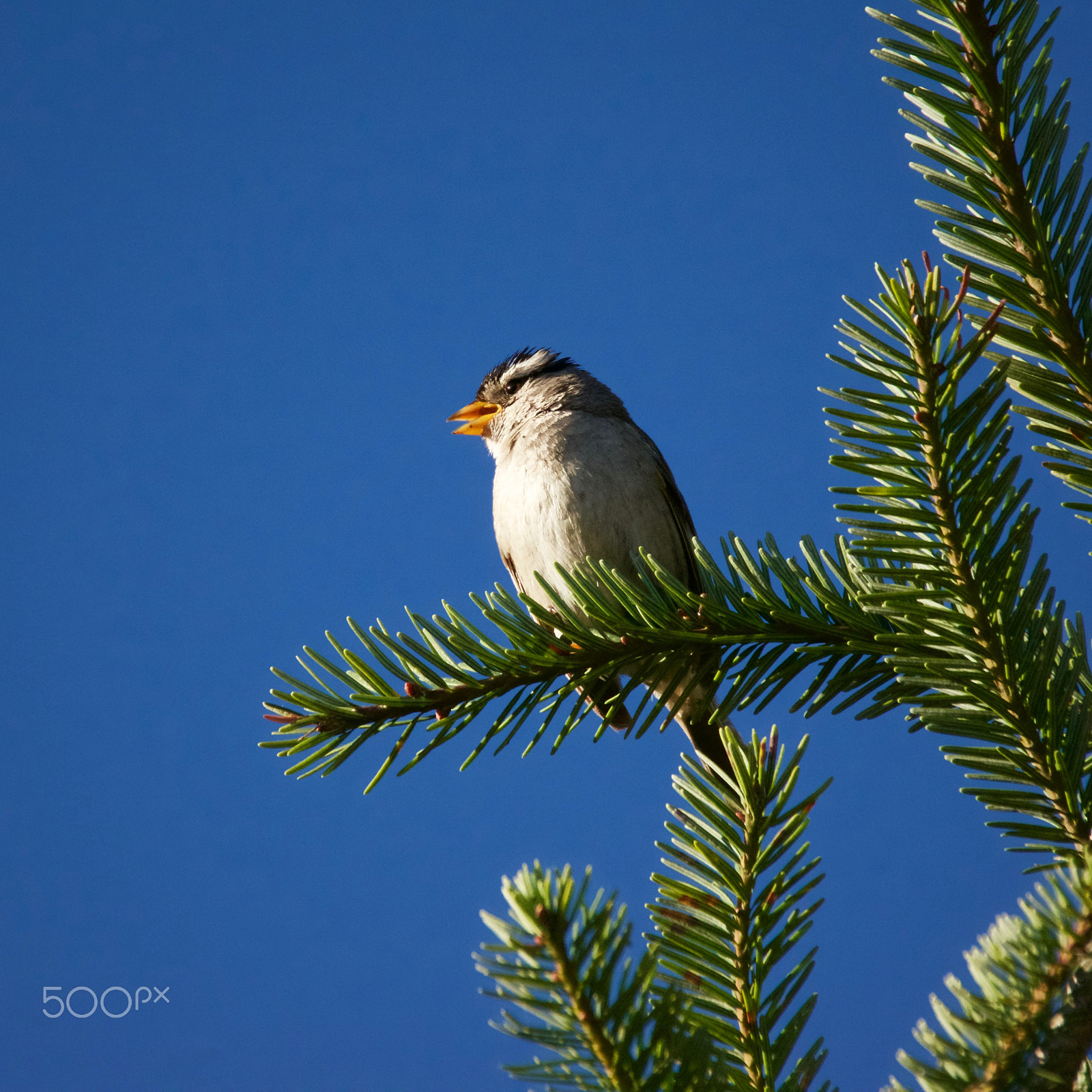 Sigma 18-250mm F3.5-6.3 DC Macro OS HSM sample photo. White crowned sparrow photography