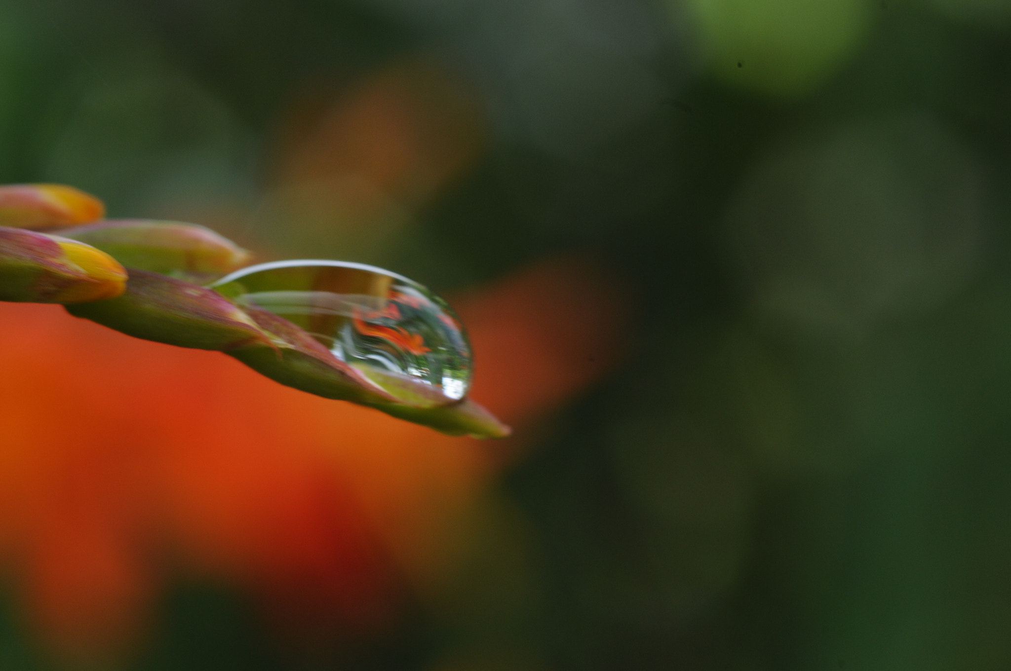Nikon D300S + AF Micro-Nikkor 60mm f/2.8 sample photo. Water_drops    photography