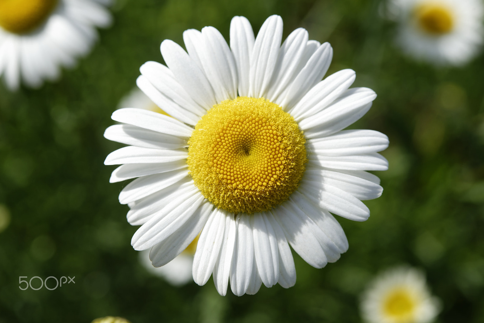 Nikon AF-S Micro-Nikkor 60mm F2.8G ED sample photo. Camomile flower photography