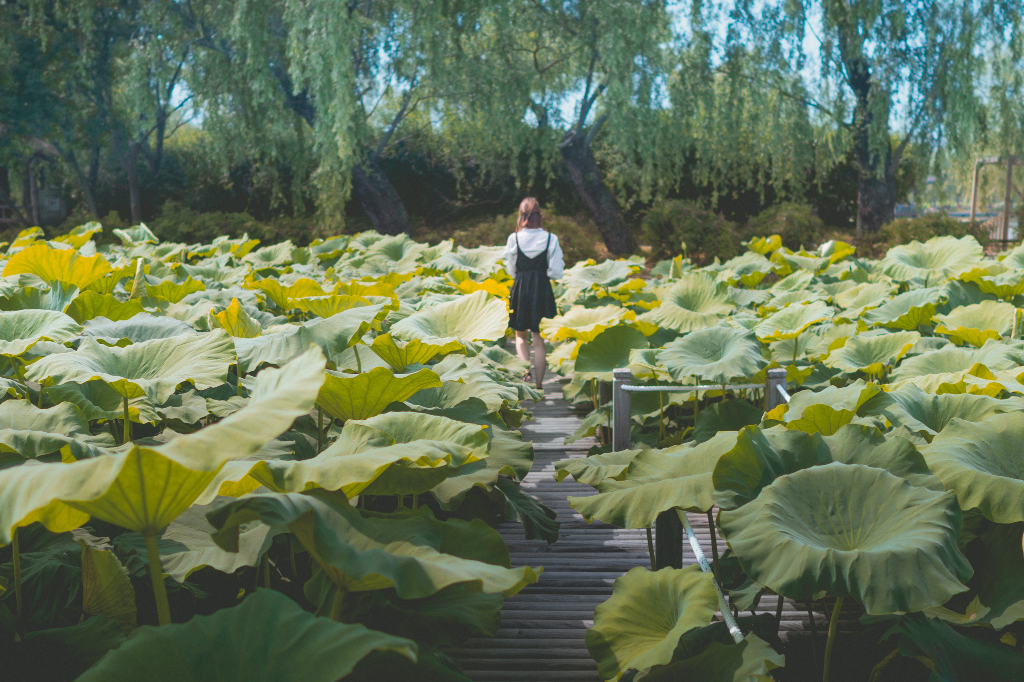 Sony a6300 + ZEISS Batis 25mm F2 sample photo. Lotus leaves photography