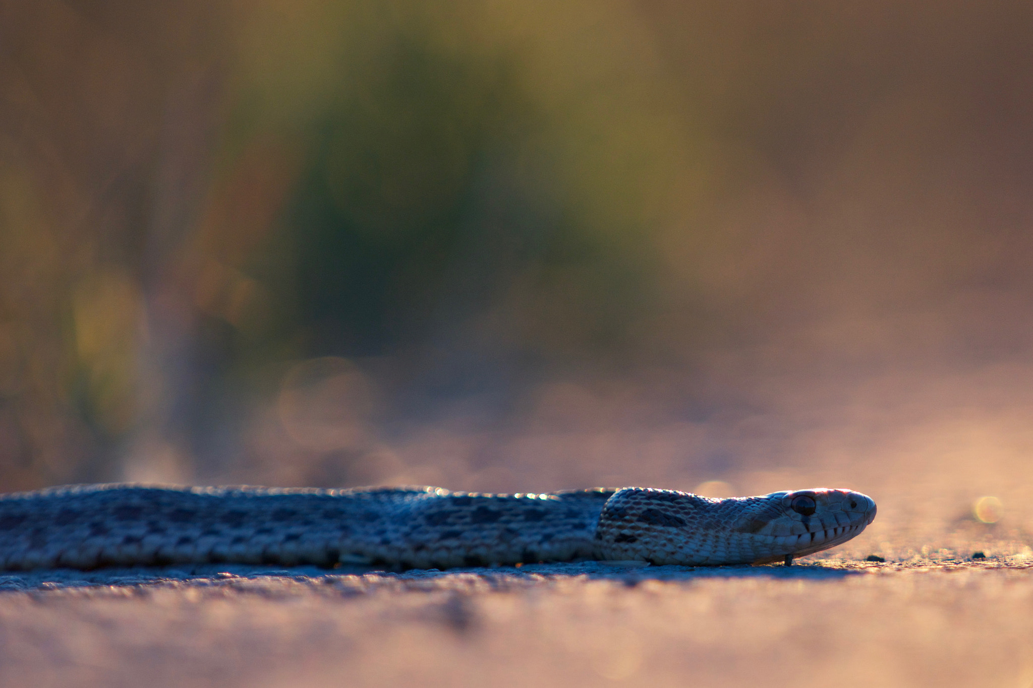 Sony a6000 + Sony FE 70-200mm F4 G OSS sample photo. Crossing the road photography