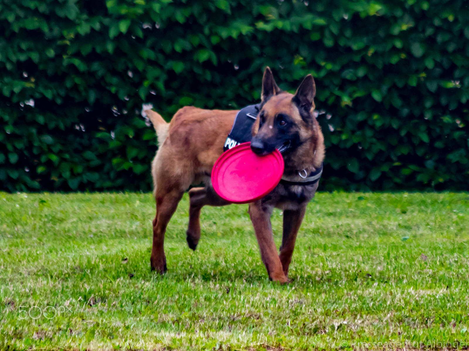 Canon EF 70-300mm F4-5.6 IS USM sample photo. 2016-06-11 polizeiveranstaltung photography