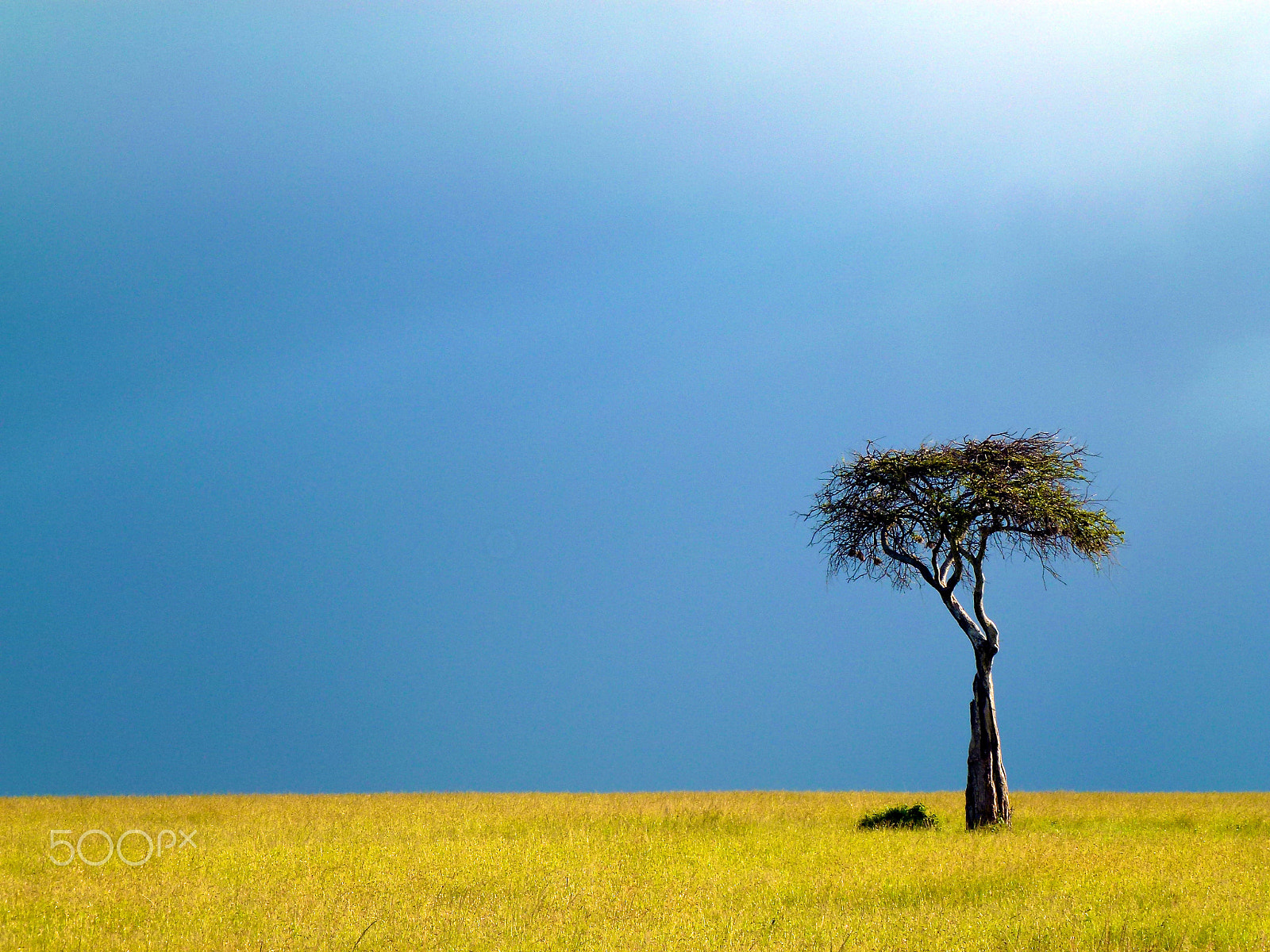 Leica V-Lux 30 / Panasonic Lumix DMC-TZ22 sample photo. Maasi mara kenya photography