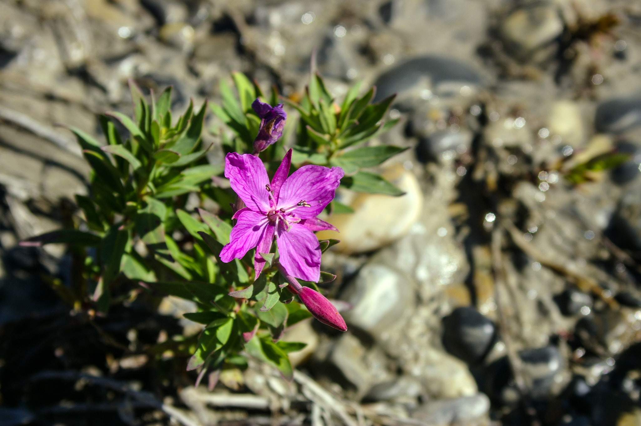 smc PENTAX-FA 28-70mm F4 AL sample photo. Mountain flower photography