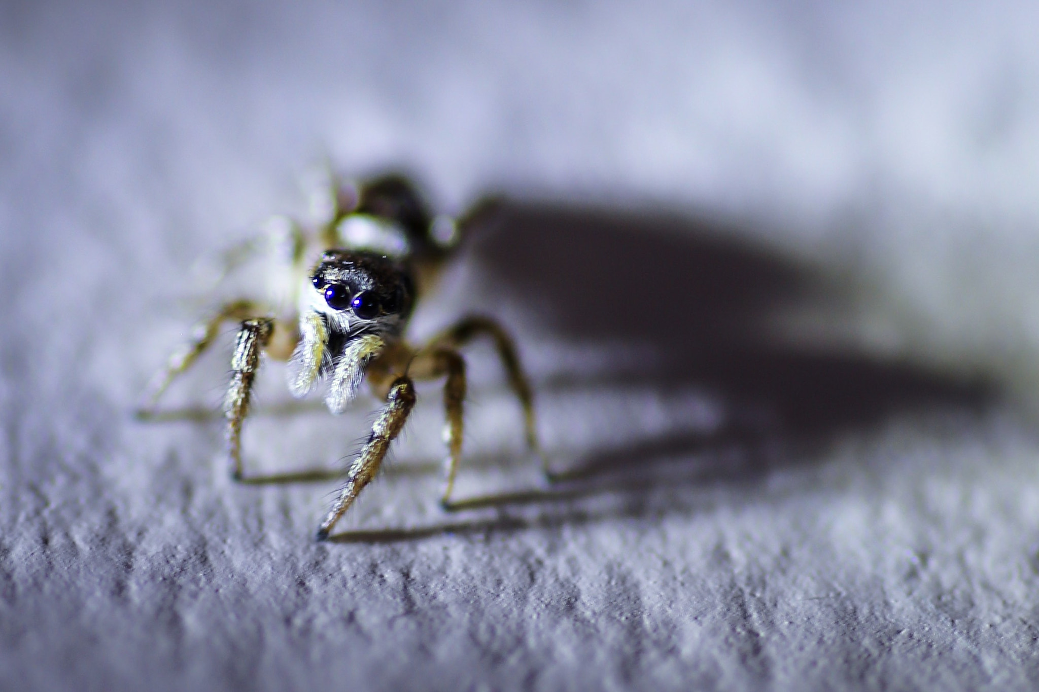 Canon 90mm sample photo. "feed me!" photography