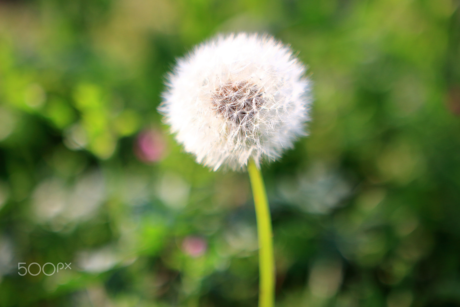 Sigma 18-35mm f/1.8 DC HSM sample photo. Dandelion photography