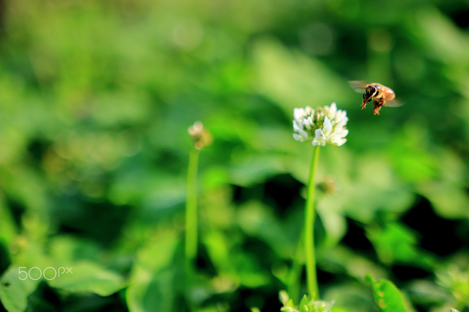 Sigma 18-35mm f/1.8 DC HSM sample photo. Landing of honeybee photography