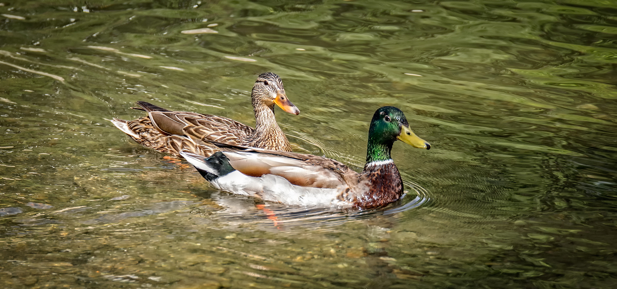Panasonic Lumix G X Vario 35-100mm F2.8 OIS sample photo. Duck and drake photography
