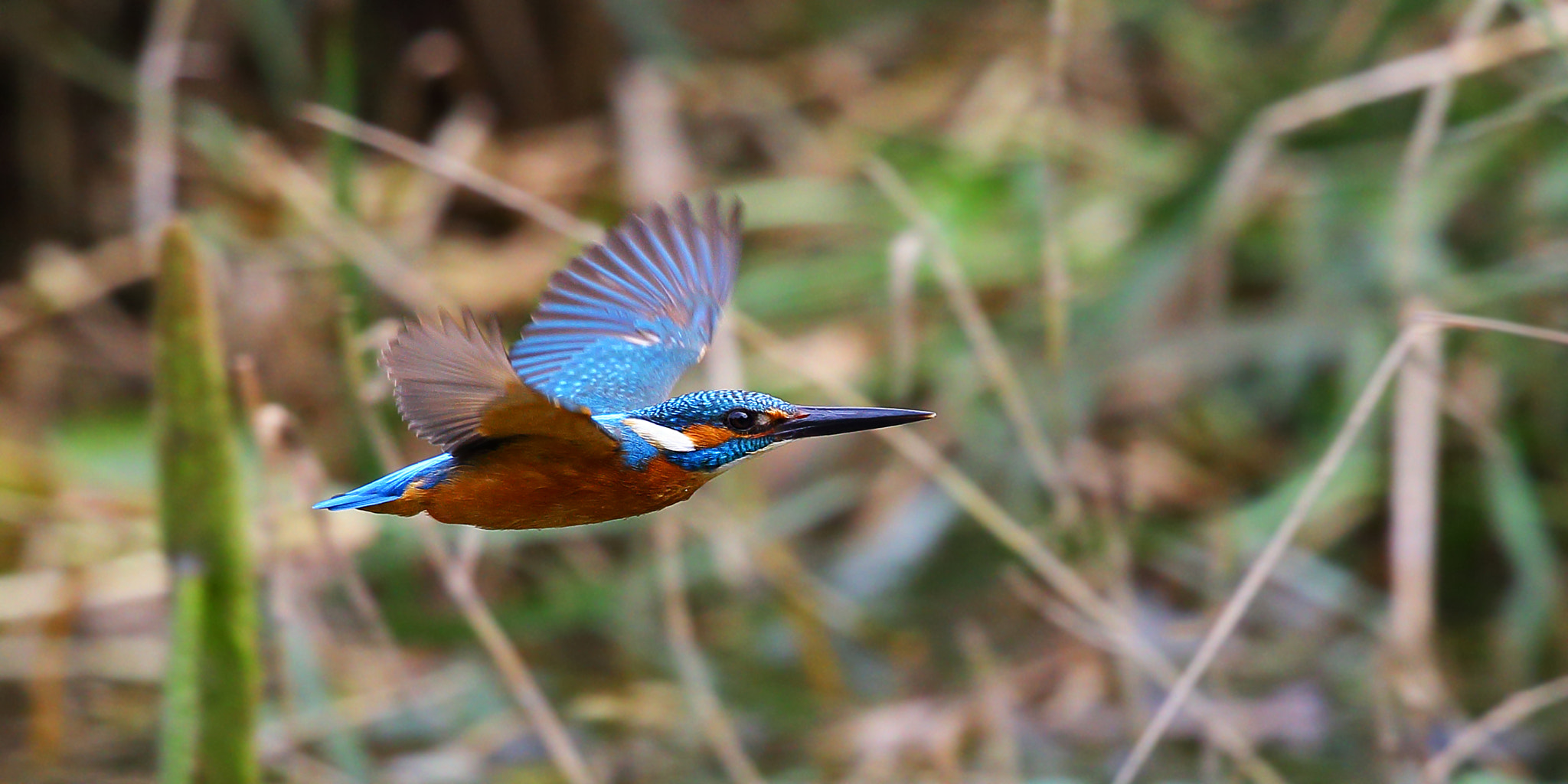 Canon EF 300mm F2.8L IS II USM sample photo. Kingfisher photography