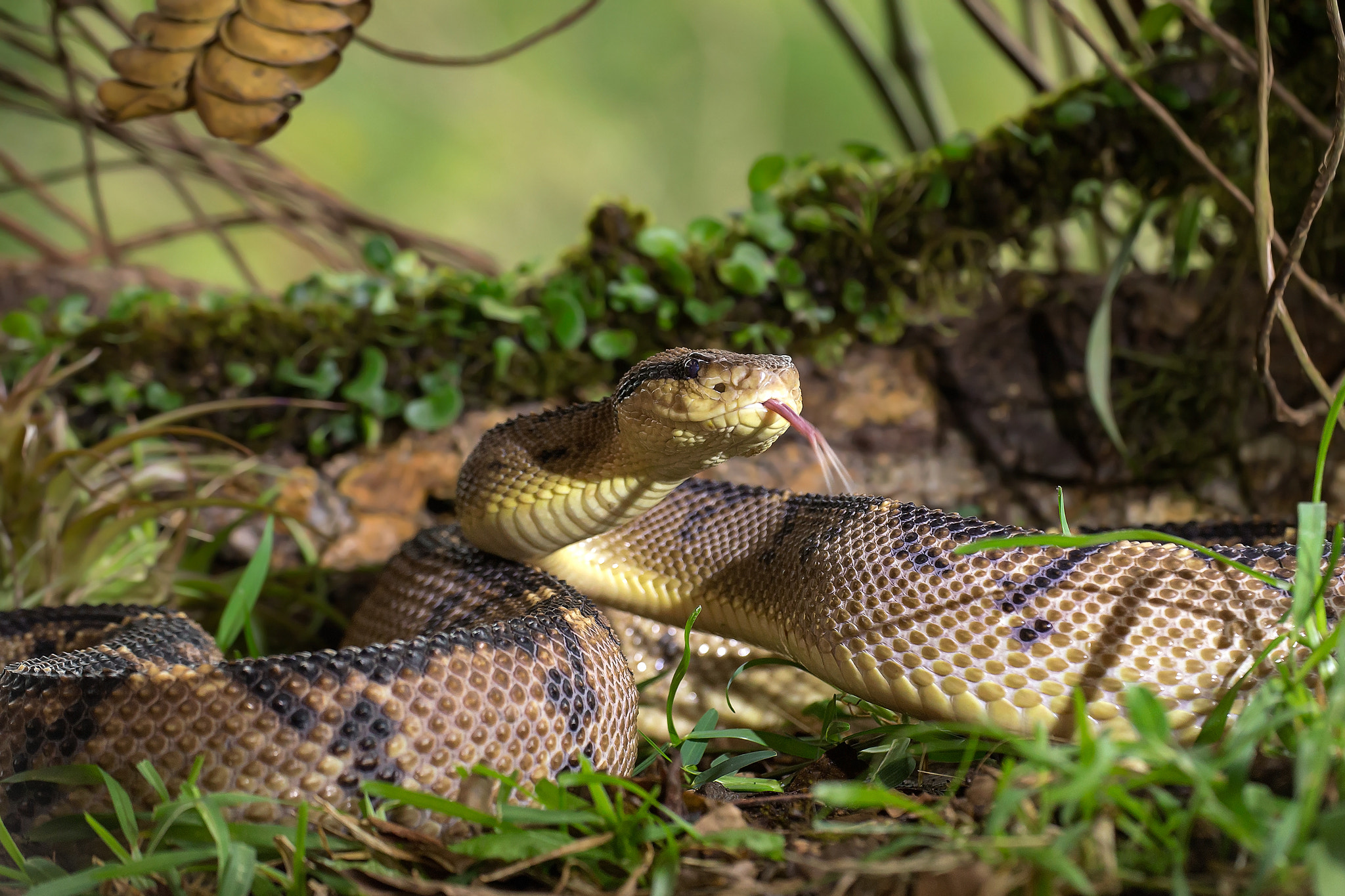 Canon EF 180mm F3.5L Macro USM sample photo. Bushmaster photography