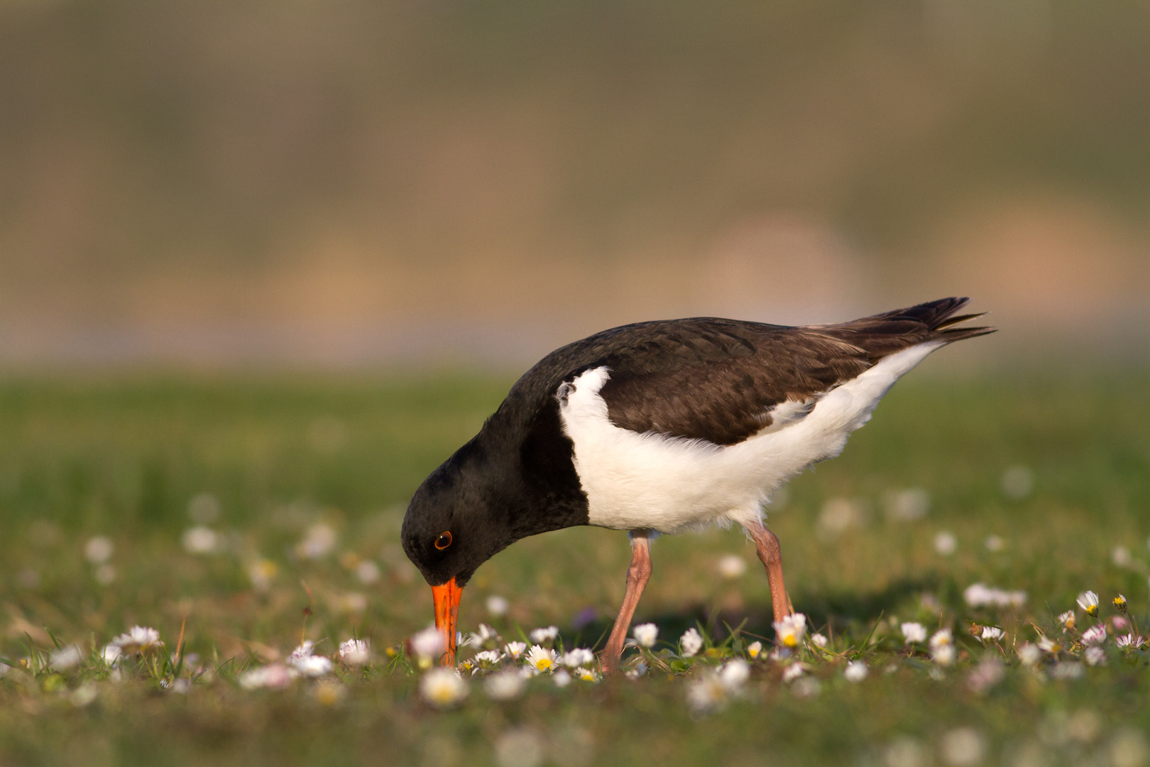 Canon EOS 7D + Canon EF 400mm F5.6L USM sample photo. Harbourside oystercatcher (6) photography