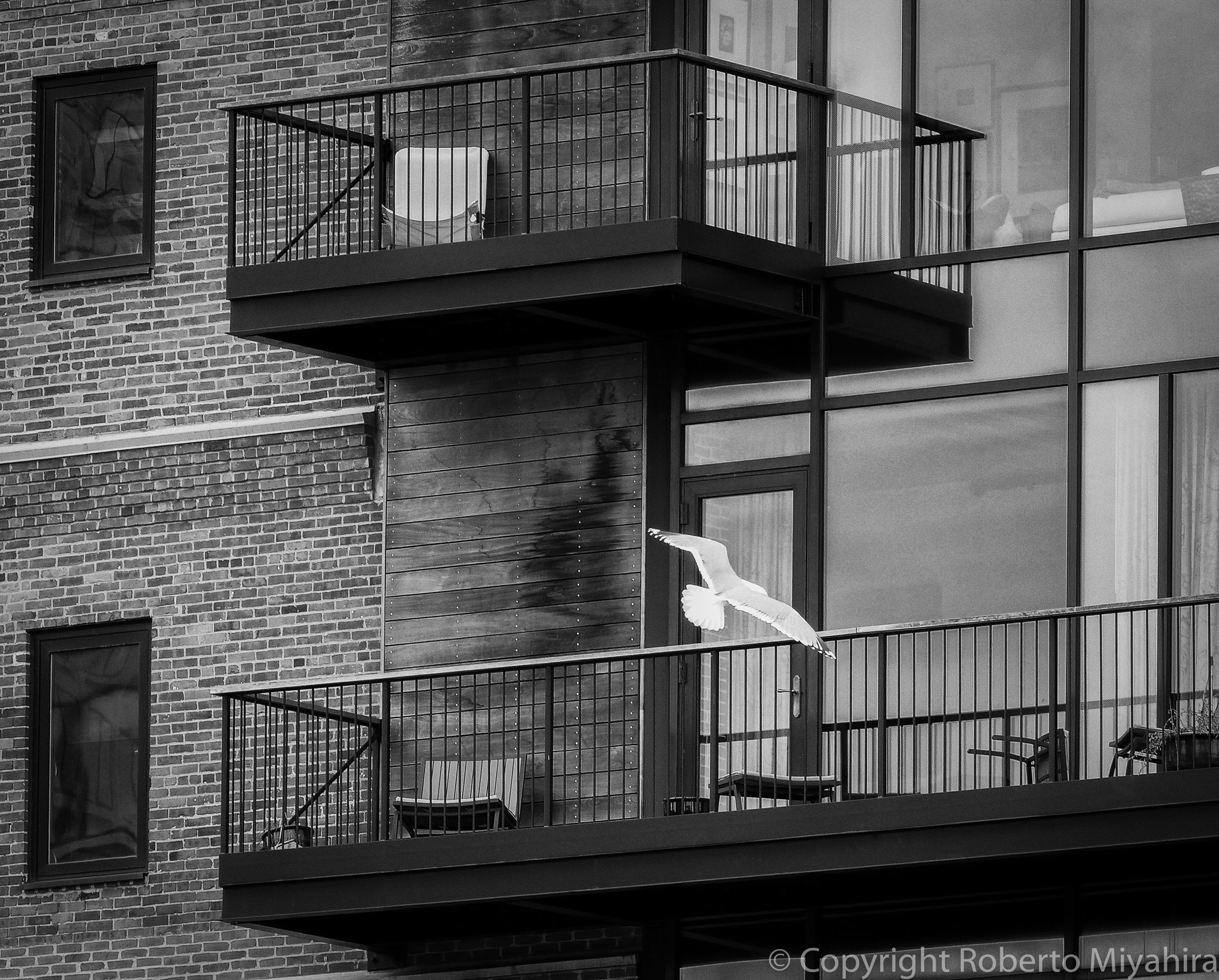 Leica V-Lux 4 sample photo. Fly photography