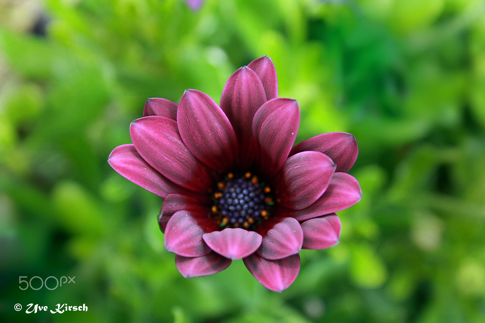 Canon EF-S 18-55mm F3.5-5.6 sample photo. Spanish marguerite (osteospermum) photography