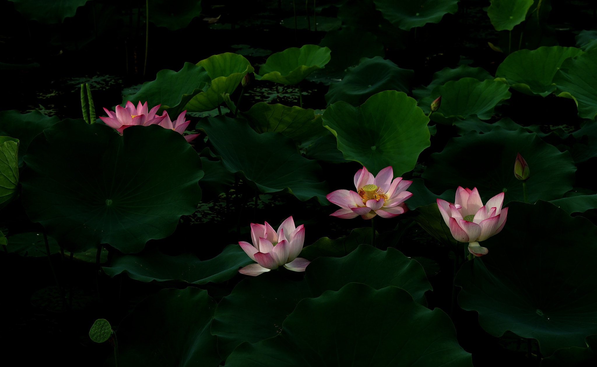 Sony 70-400mm F4-5.6 G SSM II sample photo. Beautiful lotus photography