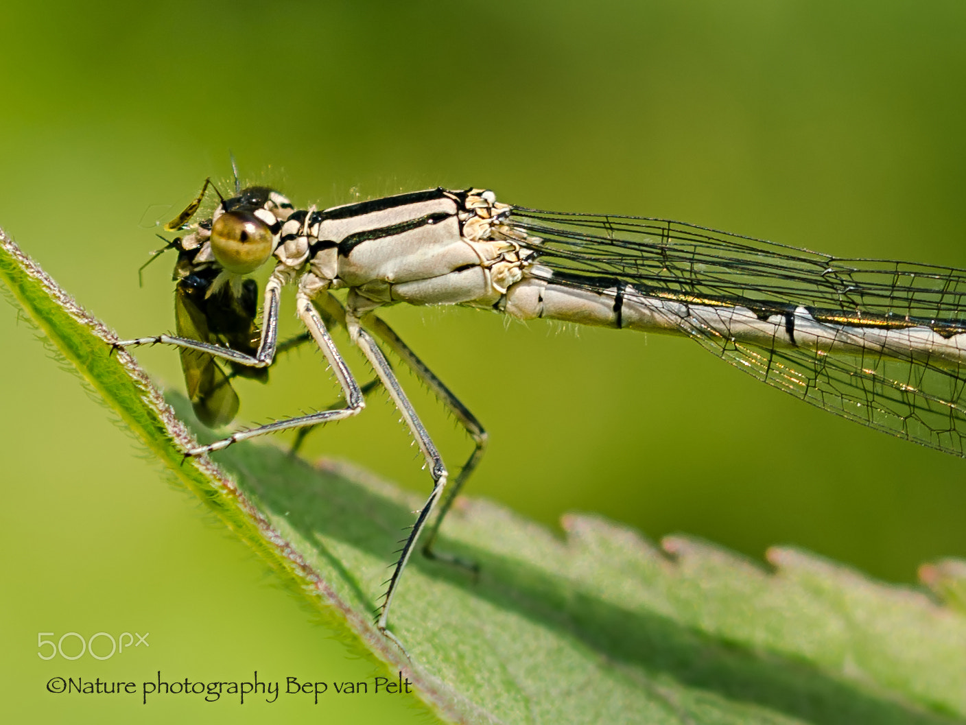 Nikon D7000 + Sigma 50mm F2.8 EX DG Macro sample photo. Damselfly and its prey photography