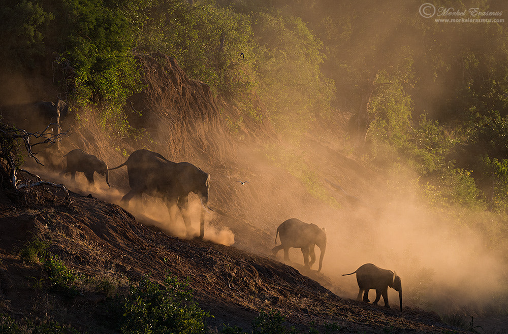 Nikon AF-S Nikkor 400mm F2.8G ED VR II sample photo. Down in the dust photography