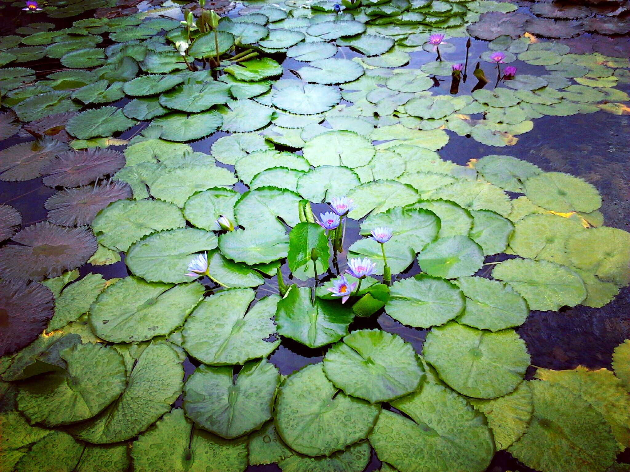 Samsung Galaxy Gio sample photo. Lily pond photography