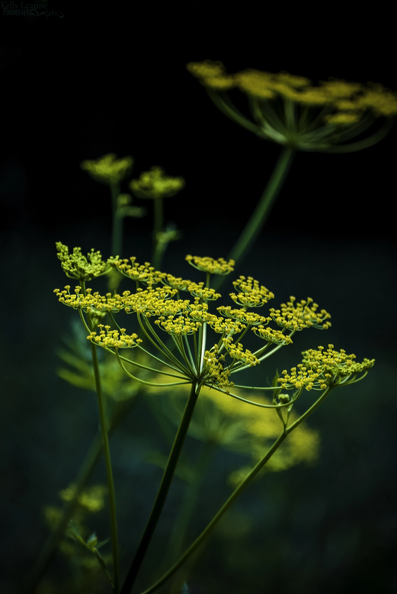 Nikon D40X sample photo. Dill photography