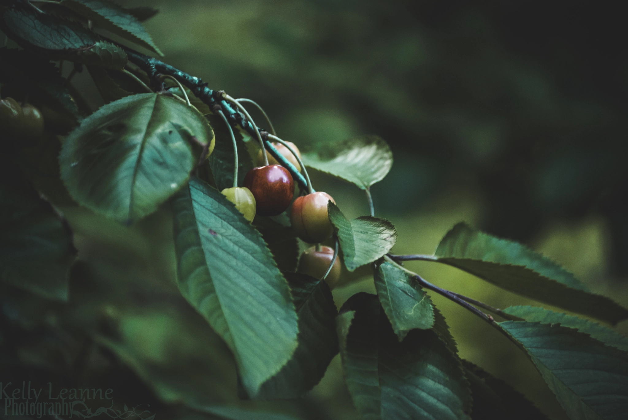 Nikon D40X sample photo. Cherry photography