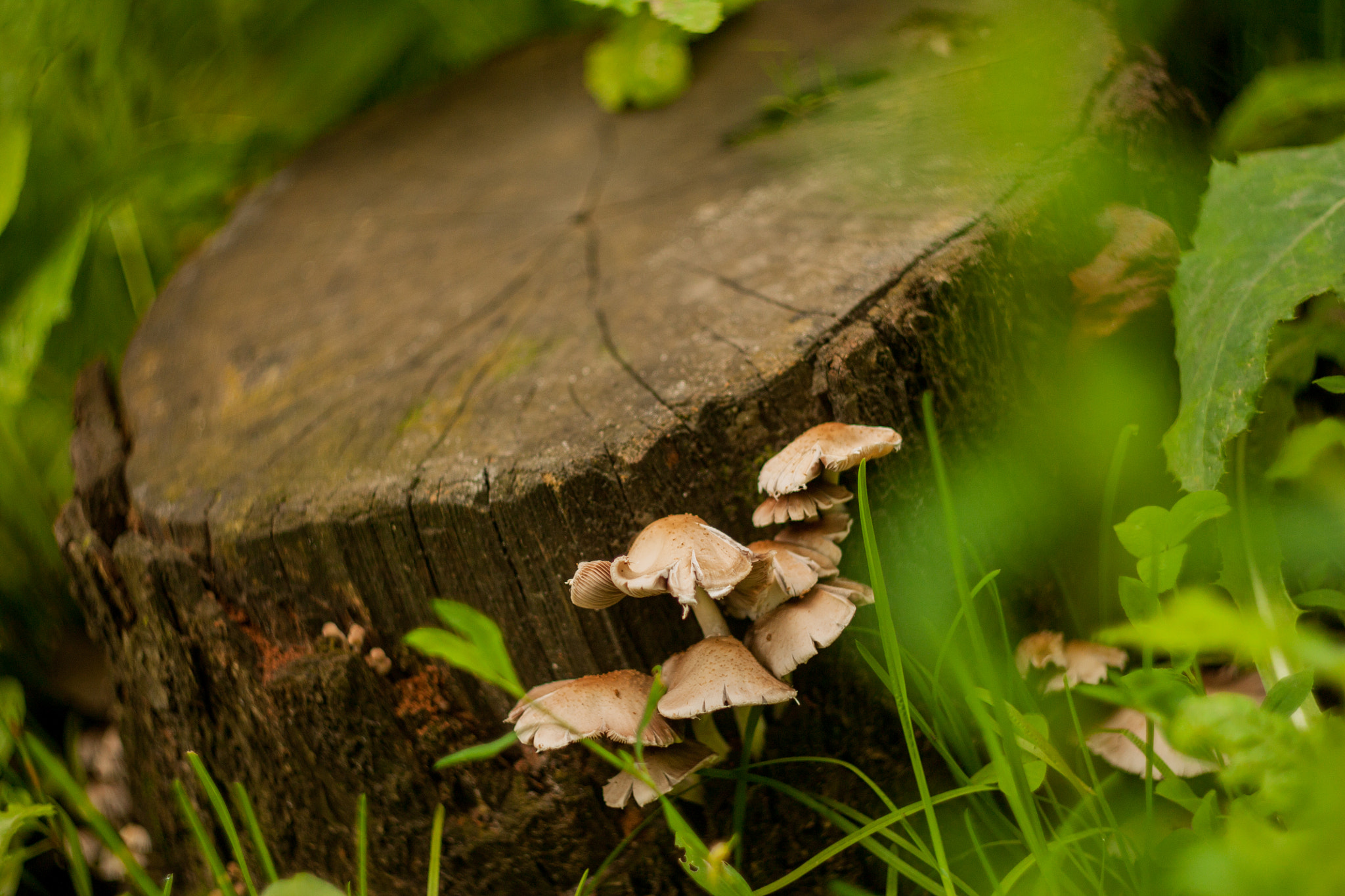 Canon EF 35-80mm f/4-5.6 sample photo. Пенёк photography