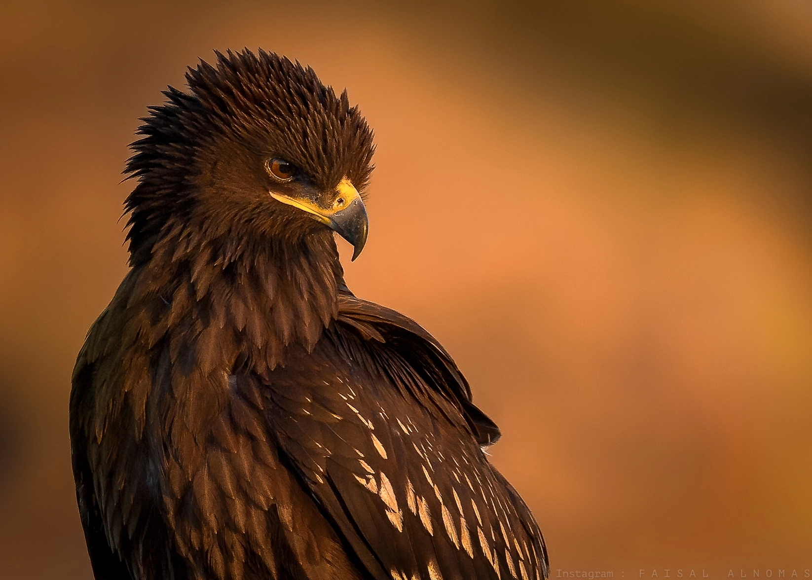 Canon EF 800mm F5.6L IS USM sample photo. Serious look photography