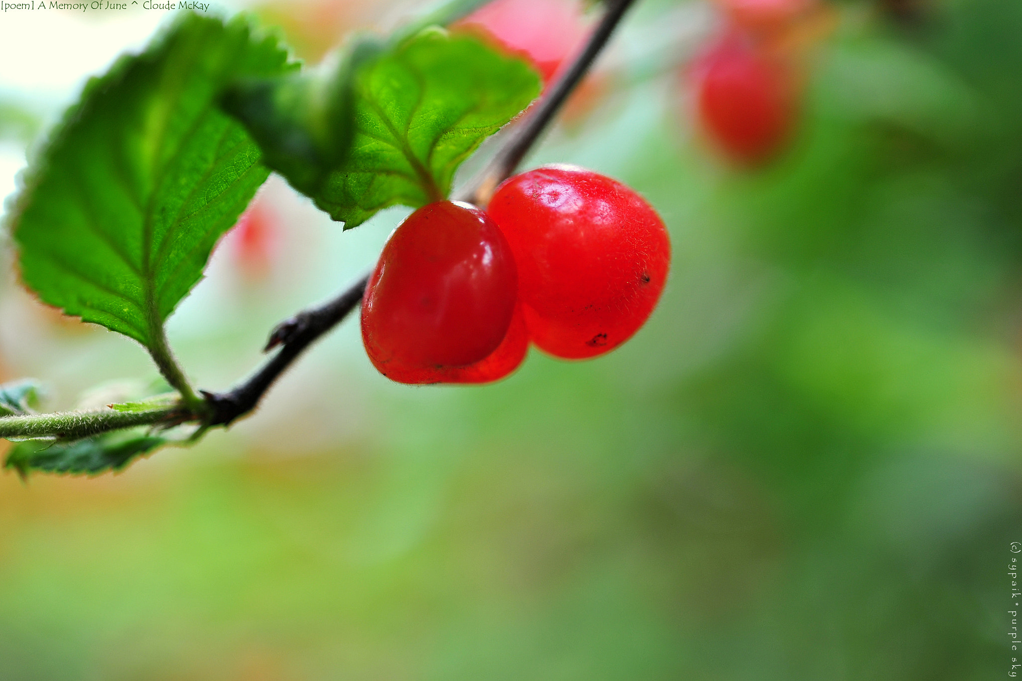 Nikon AF-S Micro-Nikkor 60mm F2.8G ED sample photo. A memory of june photography