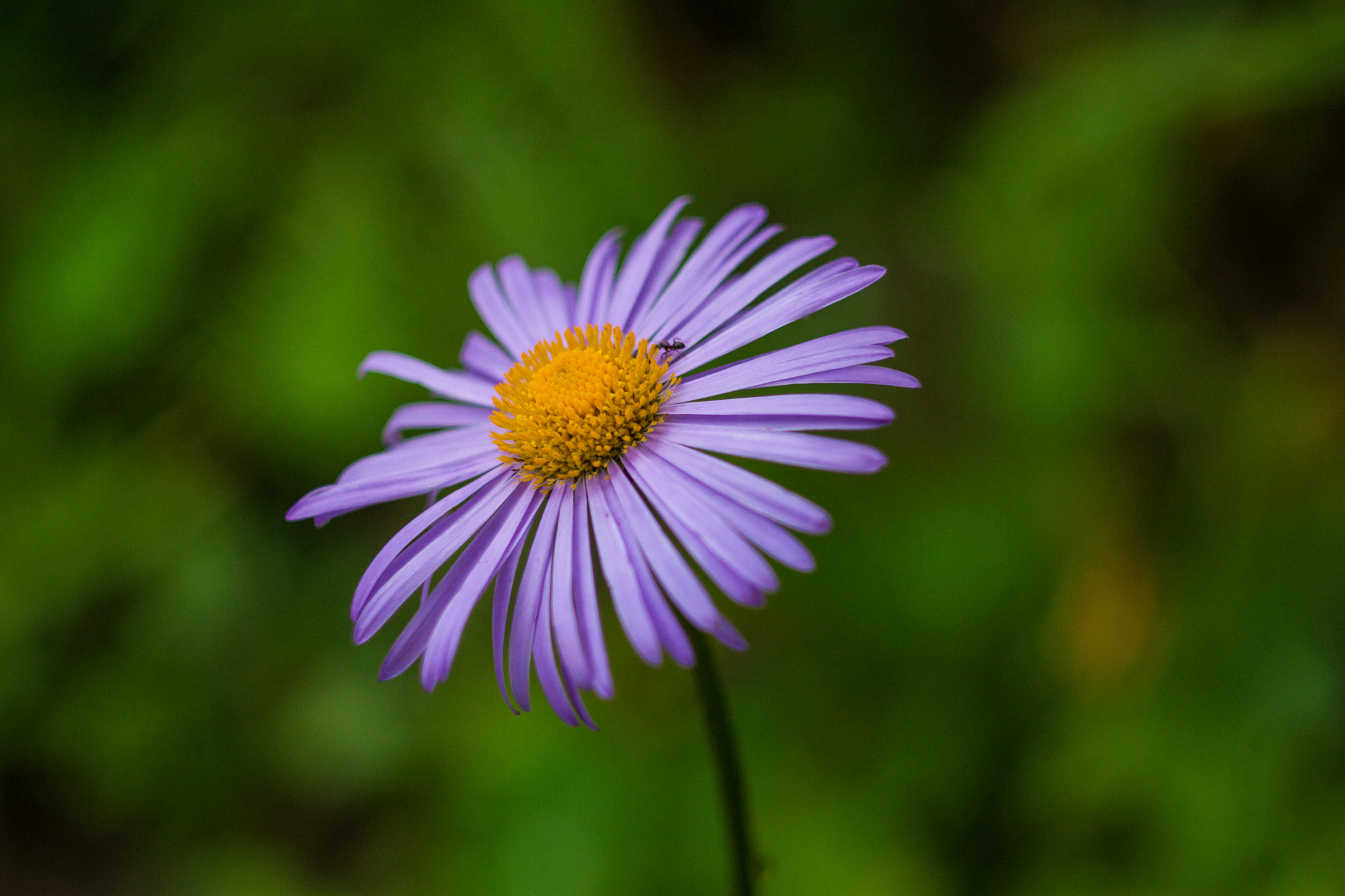 Canon EF 35-80mm f/4-5.6 sample photo. Flower photography