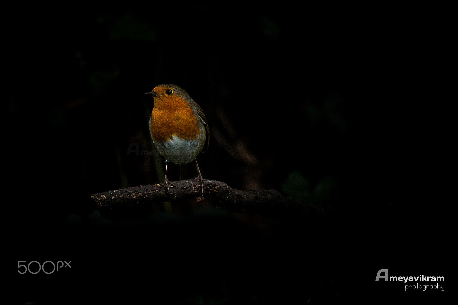 Canon EF 100-400mm F4.5-5.6L IS USM sample photo. European robin photography