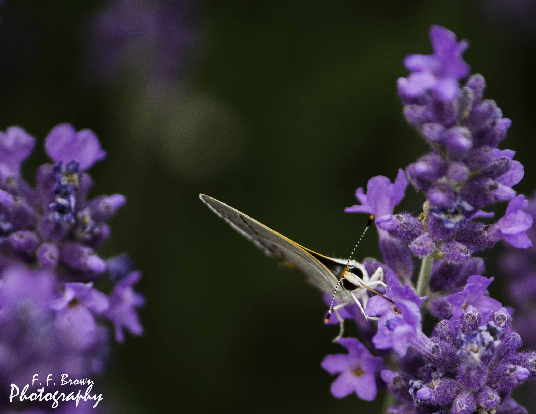 Canon EF-S 55-250mm F4-5.6 IS sample photo. Front view of a white butterfly edit photography