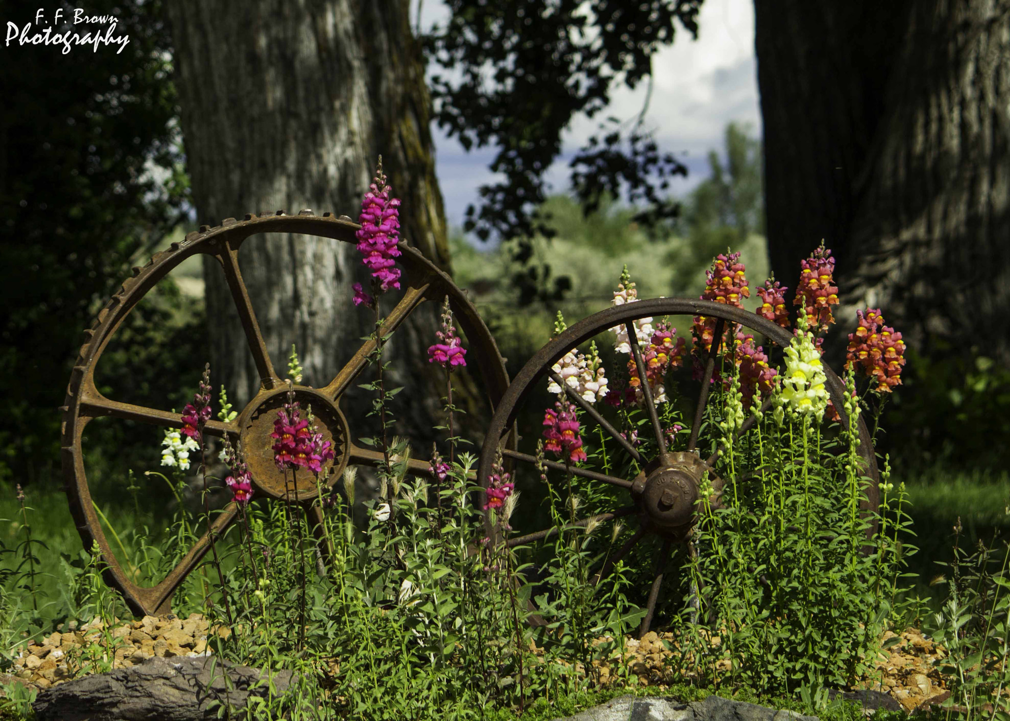 Canon EF-S 55-250mm F4-5.6 IS sample photo. Old wheels with flowers edit photography
