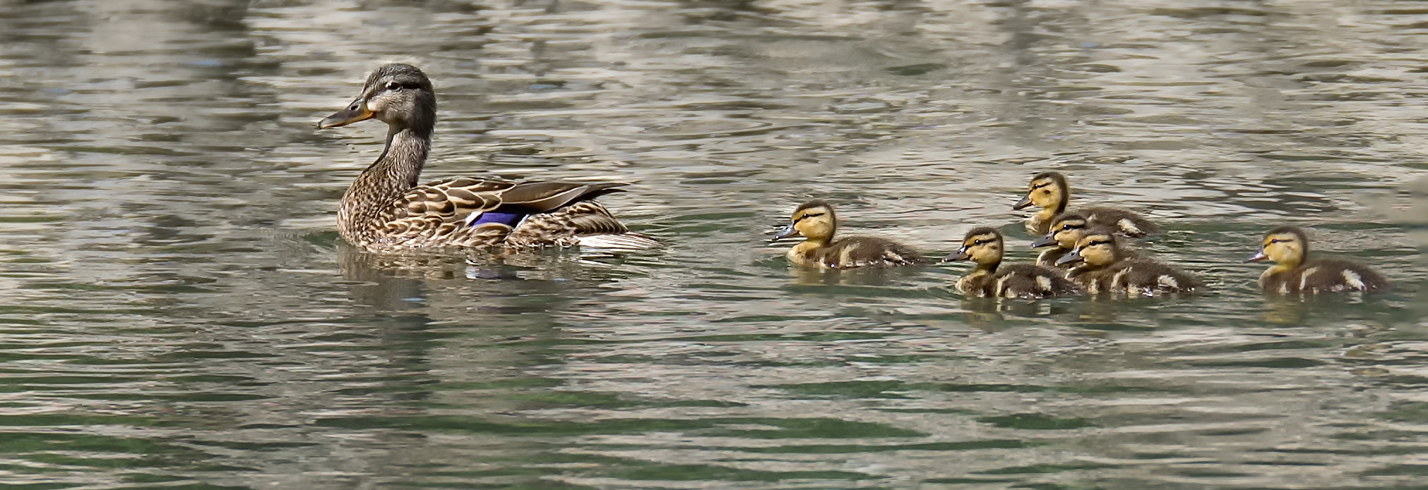 Panasonic Lumix G X Vario 35-100mm F2.8 OIS sample photo. Mom and ducklings photography