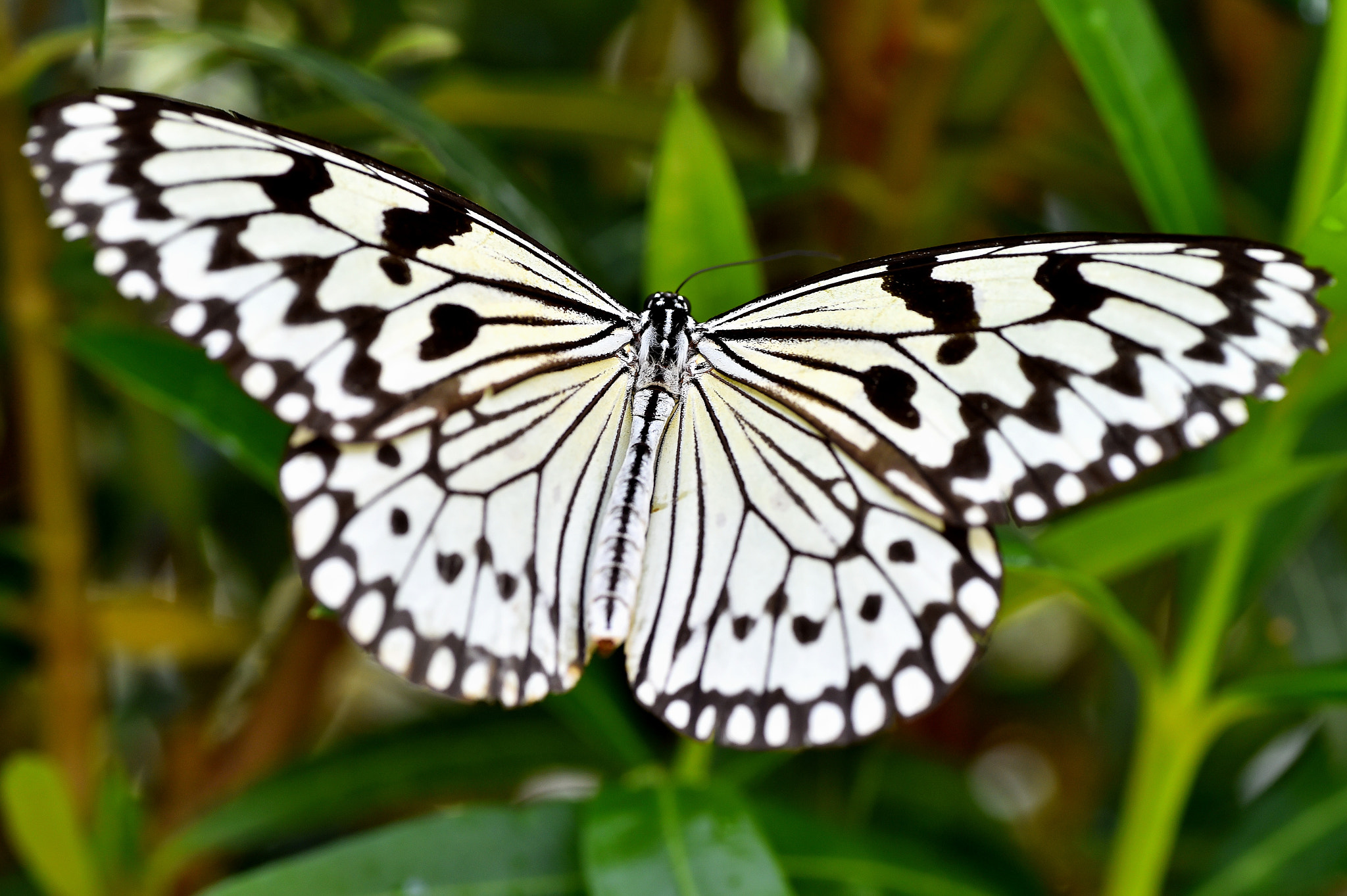Nikon D4S sample photo. Idea leuconoe photography