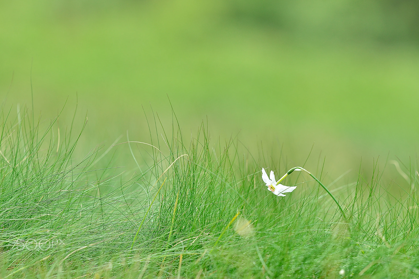 Nikon AF-S Nikkor 200mm F2G ED VR II sample photo. Alone photography
