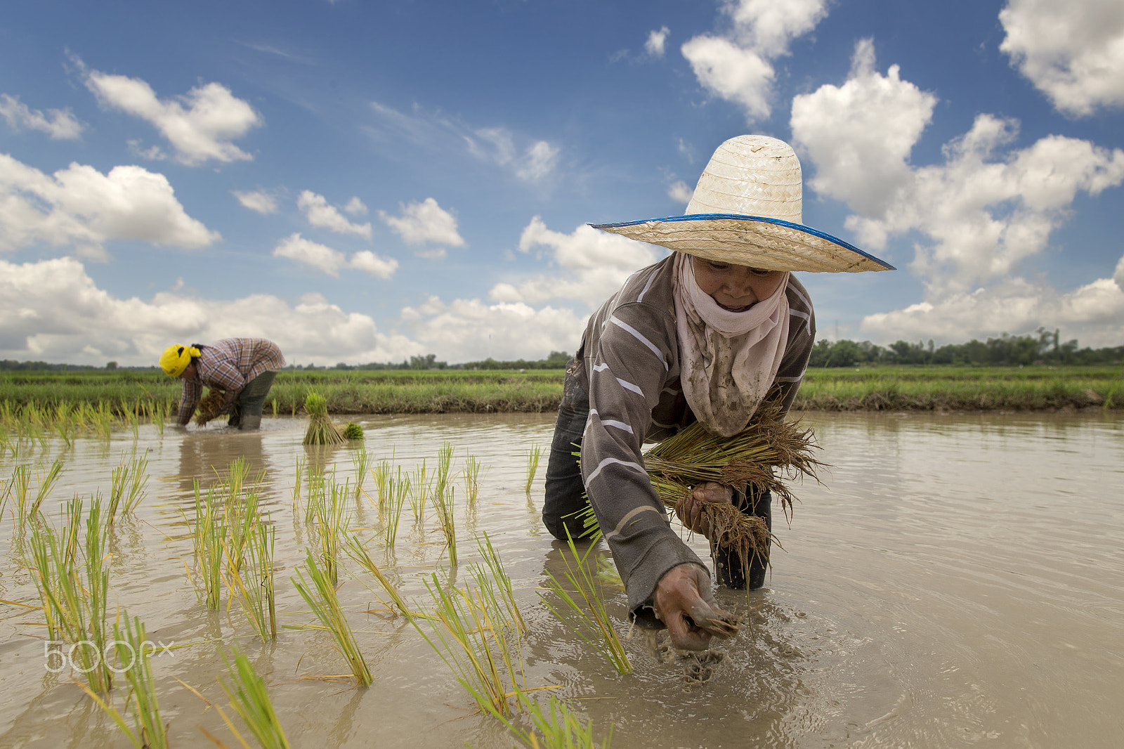 Canon EOS 6D + Sigma 20mm EX f/1.8 sample photo. A sian women farmer hold a seedlings green field beautiful sk photography