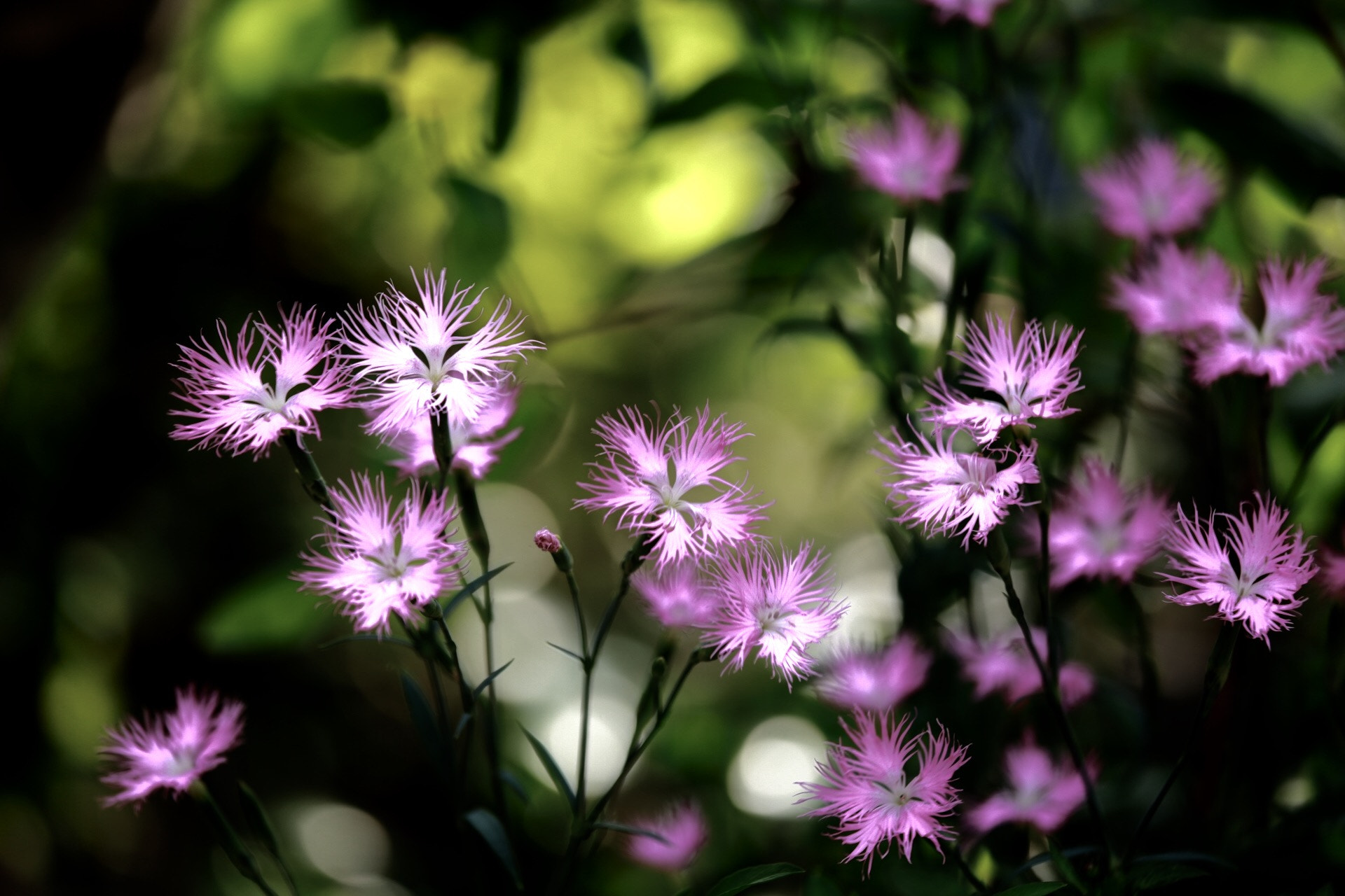 Canon EF 70-200mm F4L IS USM sample photo. ナデシコ photography
