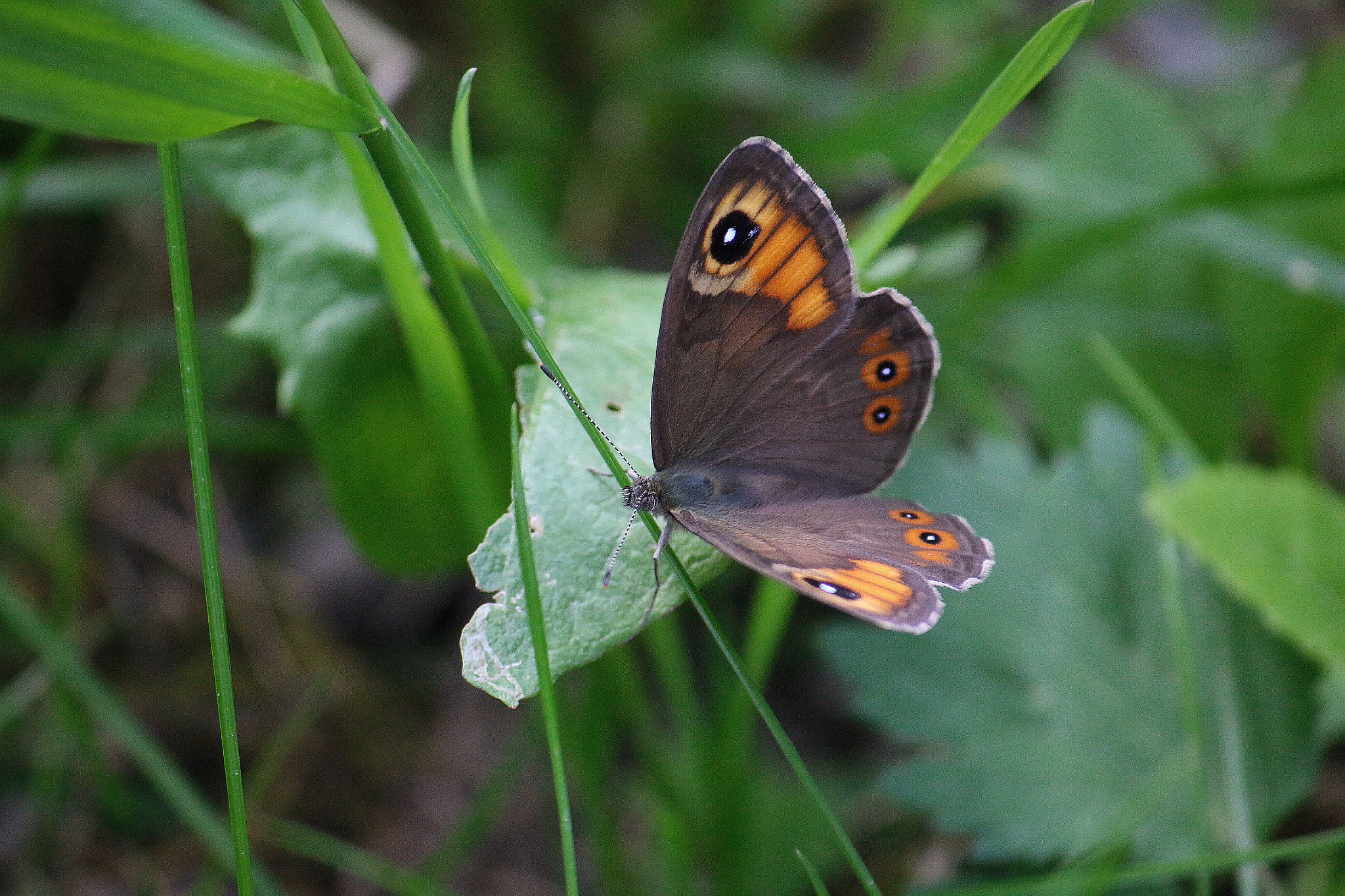 Canon EF-S 55-250mm F4-5.6 IS sample photo. Butterfly photography