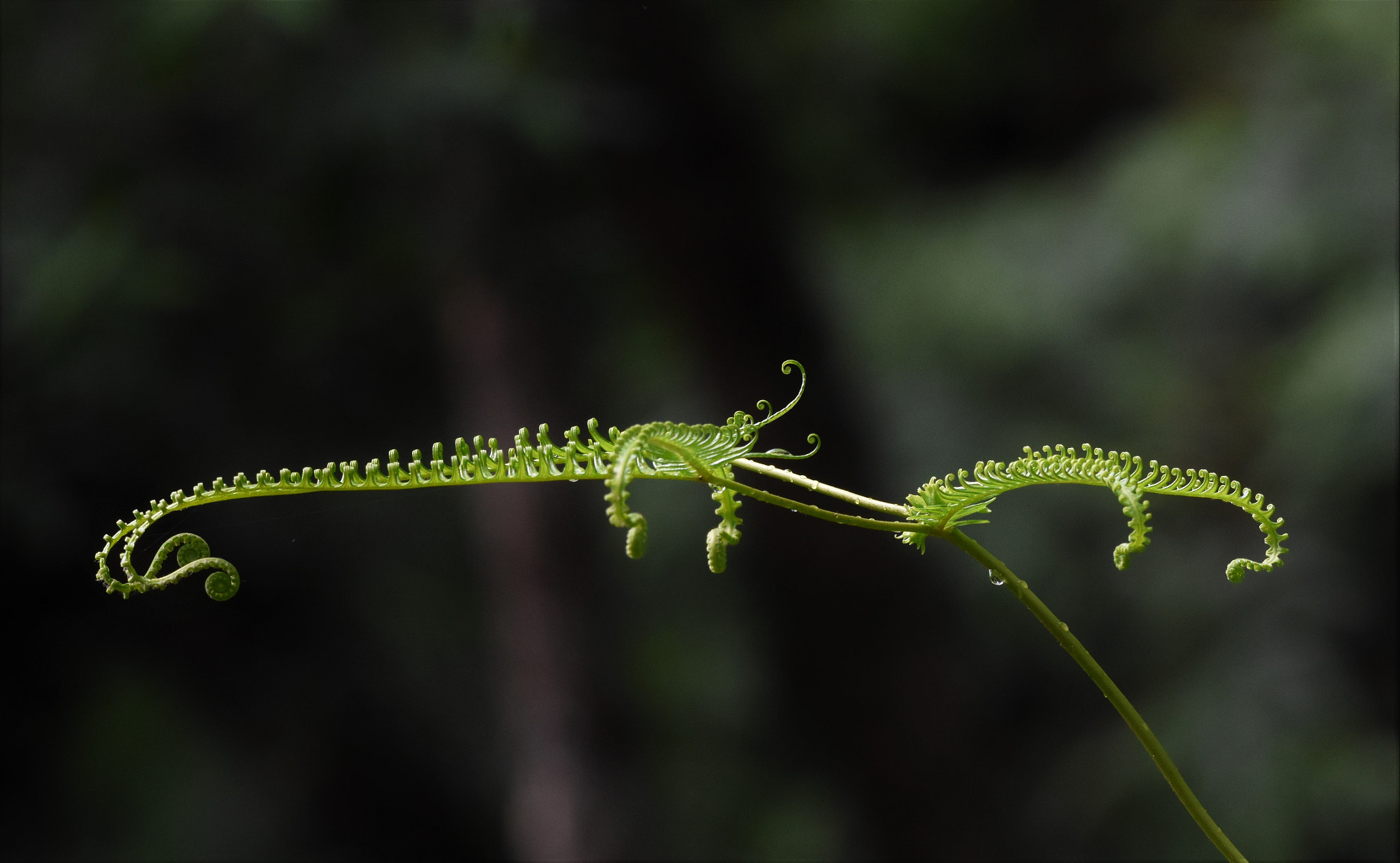 Sigma 150-600mm F5-6.3 DG OS HSM | S sample photo. () photography