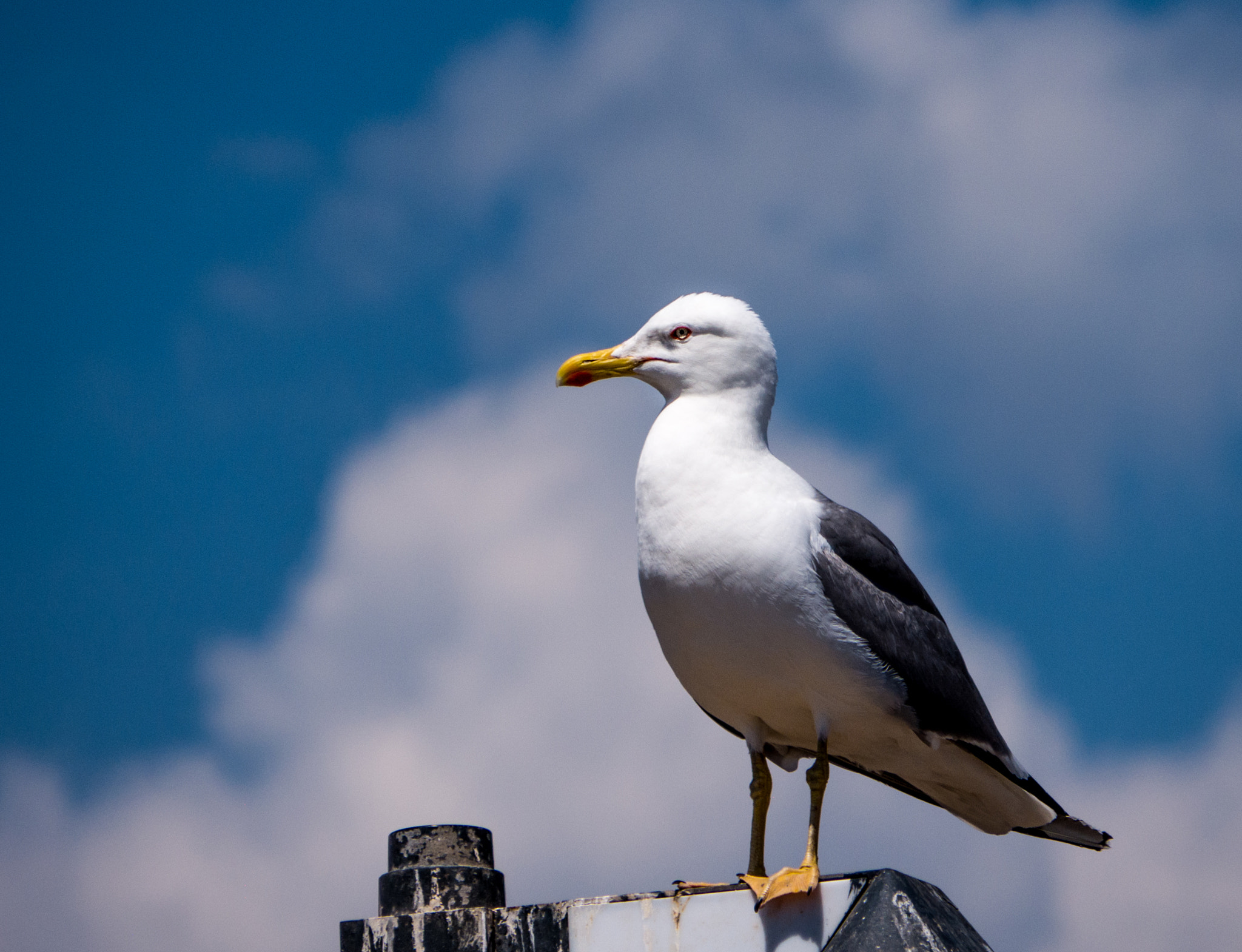 Panasonic DMC-G70 + Panasonic Lumix G Vario 45-200mm F4-5.6 OIS sample photo. Möwe i photography