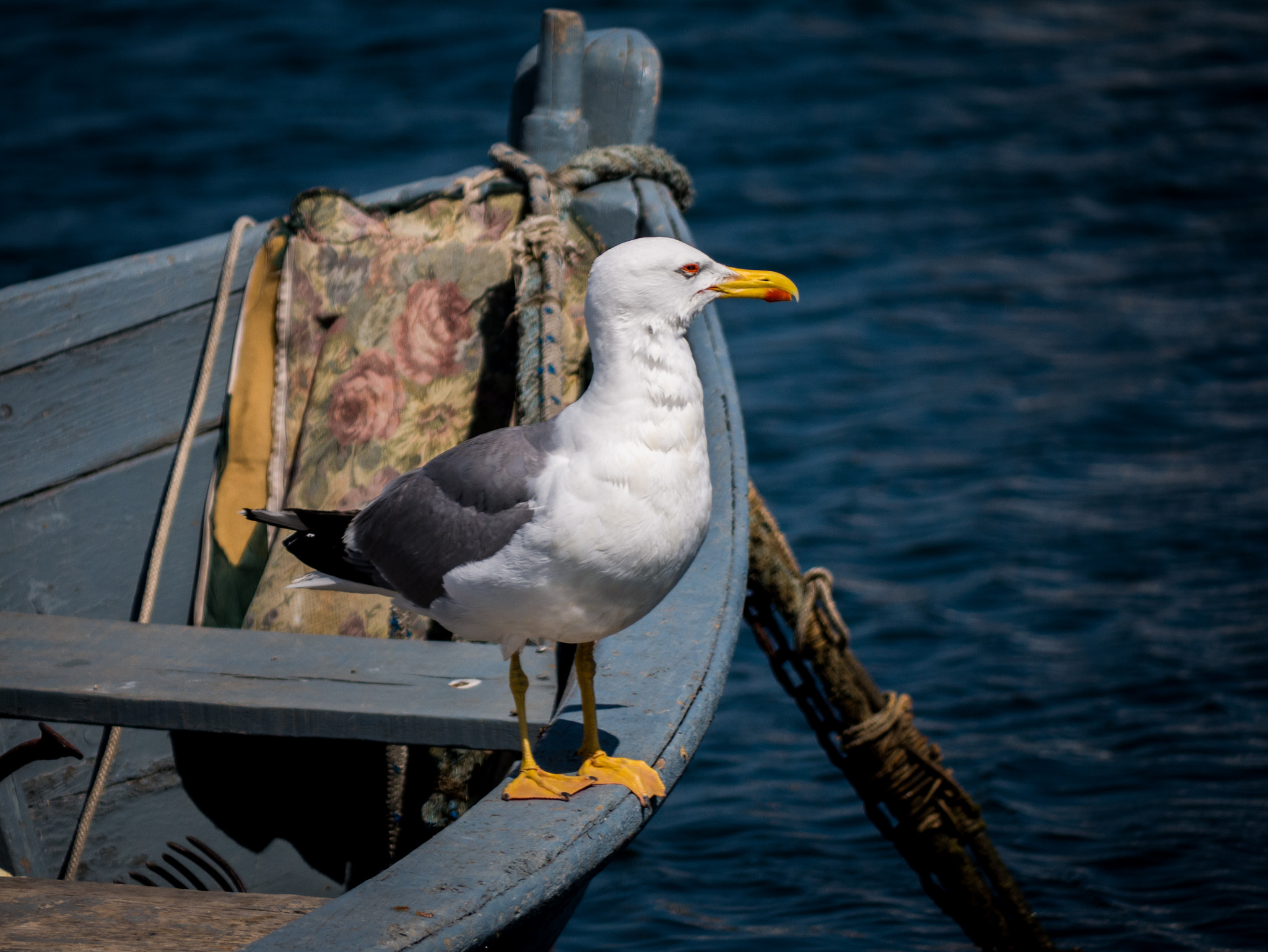 Panasonic Lumix G Vario 45-200mm F4-5.6 OIS sample photo. Möwe ii photography