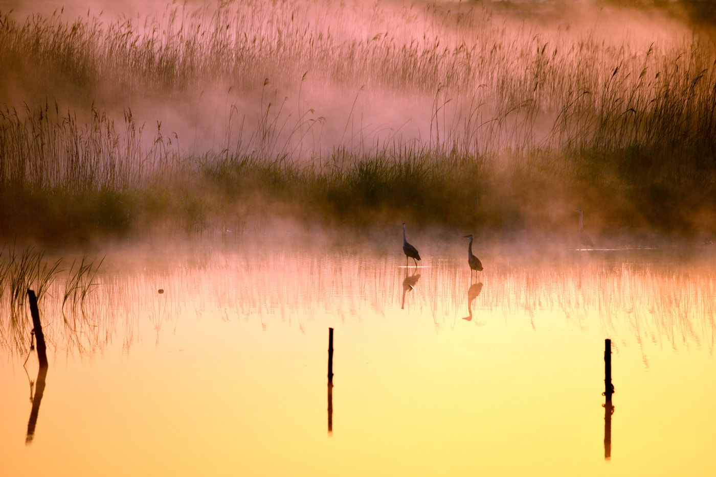 Sigma 150-500mm F5-6.3 DG OS HSM sample photo. Gyehwa island photography
