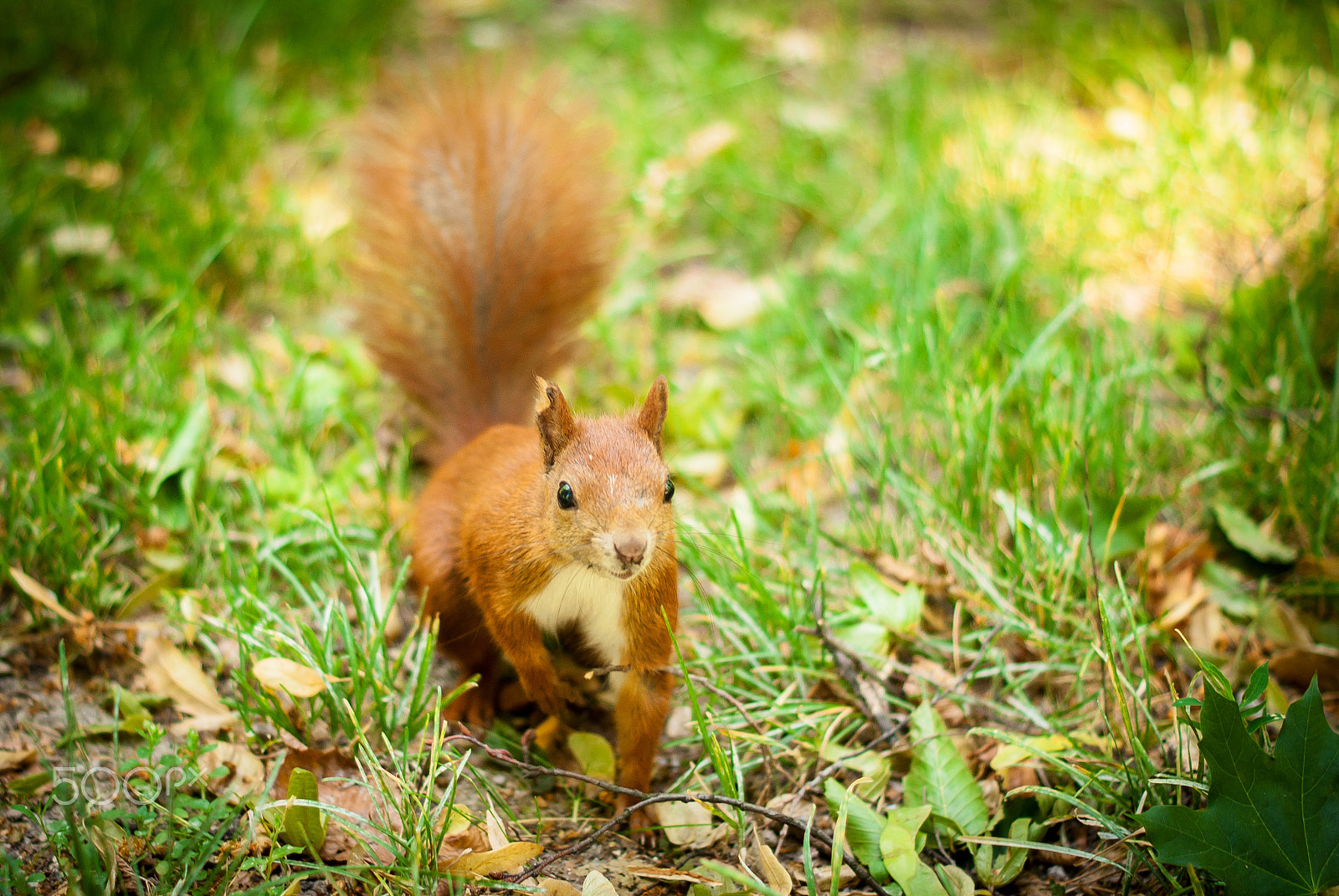 Sony Alpha DSLR-A300 sample photo. Catch me if you can photography