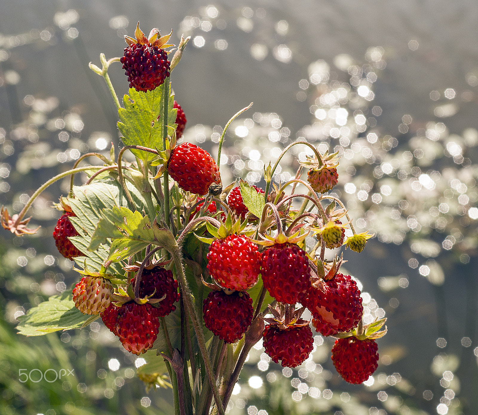 Sony a99 II sample photo. Wild strawberry photography