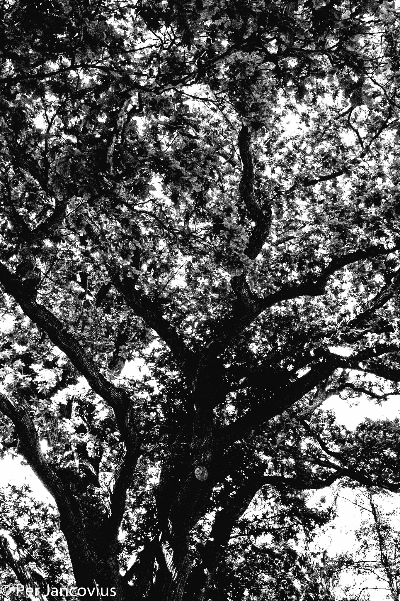 Canon EOS 40D sample photo. The mighty oak photography