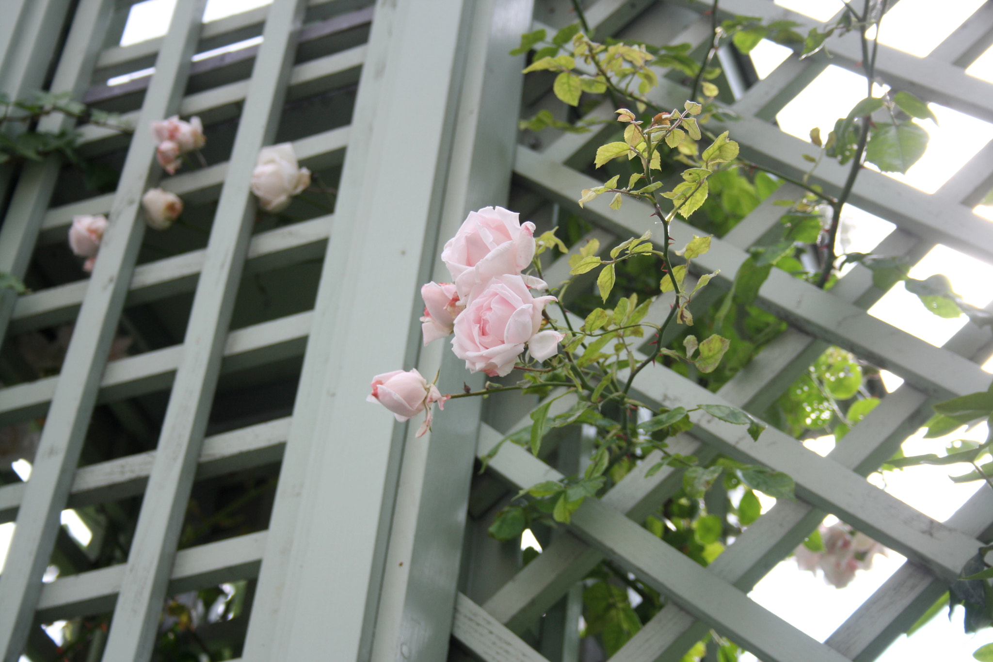 Canon EF-S 18-55mm F3.5-5.6 sample photo. Cute rose photography