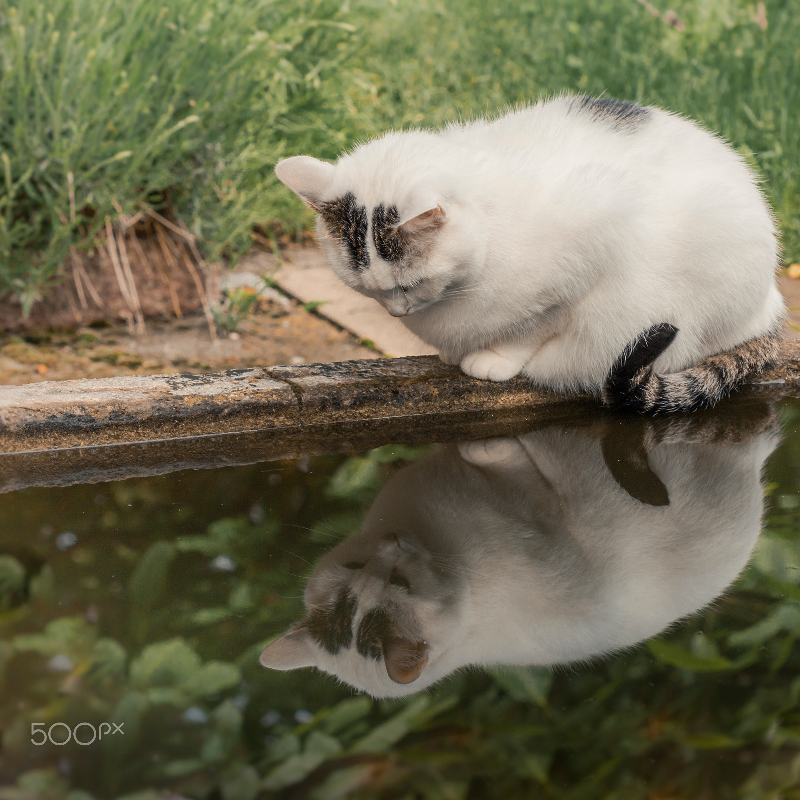 Canon EF 100mm F2.8 Macro USM sample photo. Katze am brunnen photography