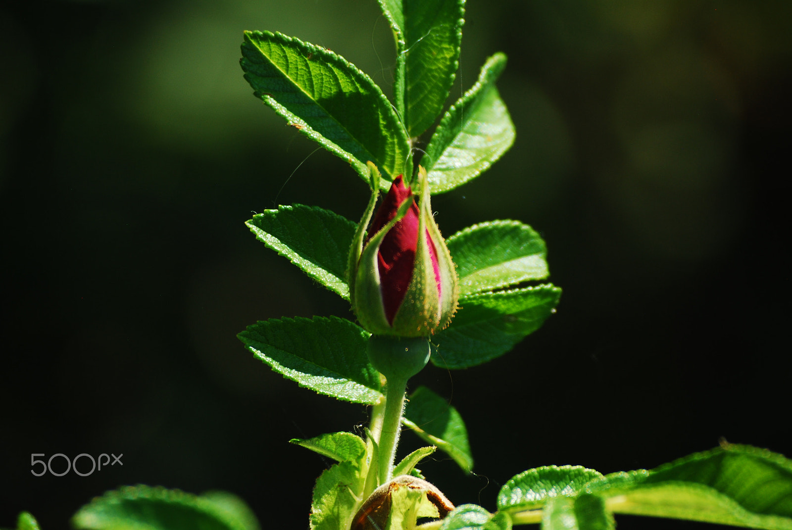 Nikon D60 sample photo. Flower blooming! photography