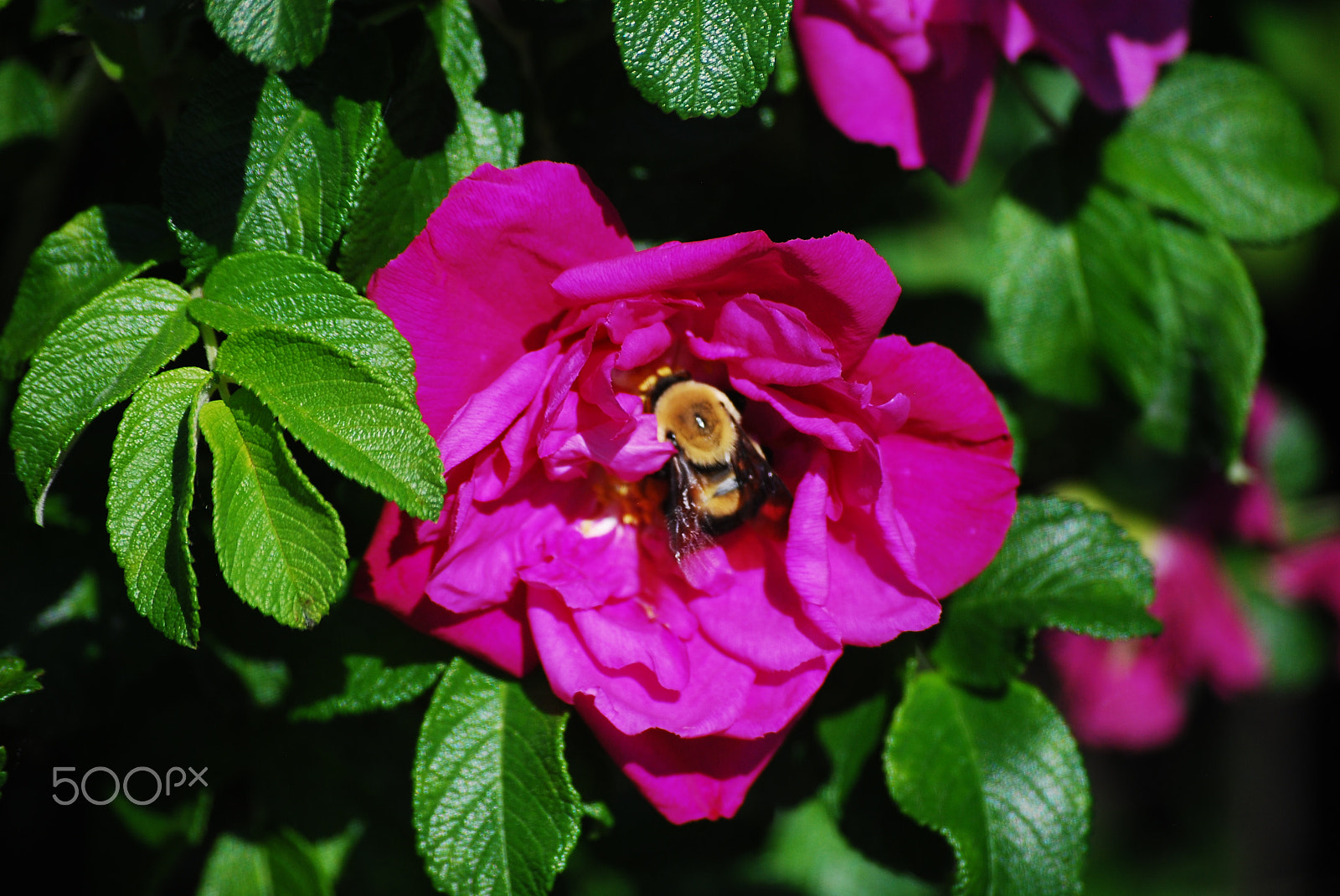 Nikon D60 sample photo. Bumble bee ! photography